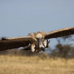 Небесная охота за сокровищами в воздушных просторах