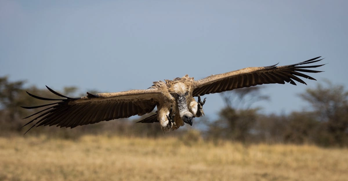 Небесная охота за сокровищами в воздушных просторах